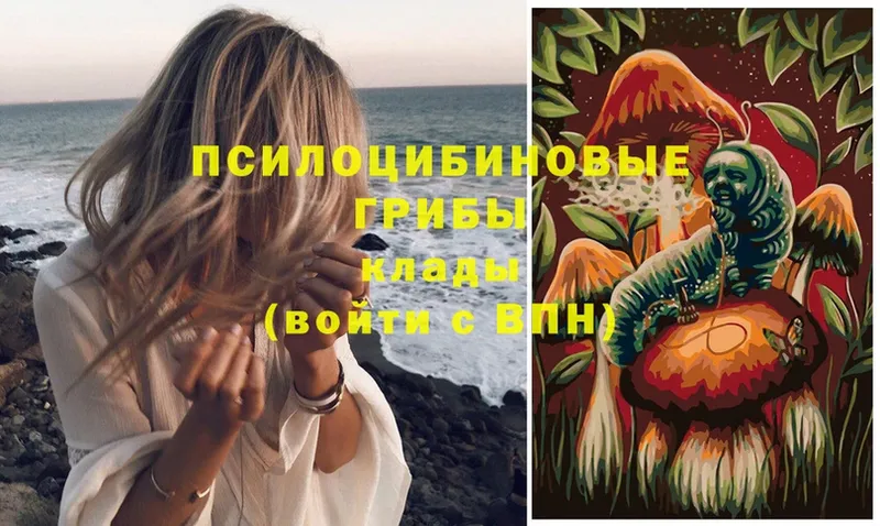 Галлюциногенные грибы Psilocybe  Бокситогорск 